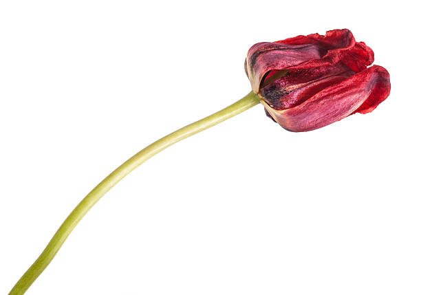 istock faded red tulip isolated on white background 532870684