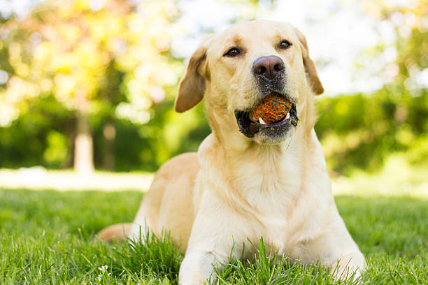 istock Yellow Labrador dog in the park 532871002