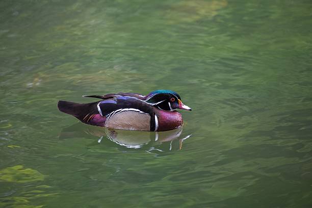 木製のダック（aix sponsa ) - duck pond mandarin red ストックフォトと画像