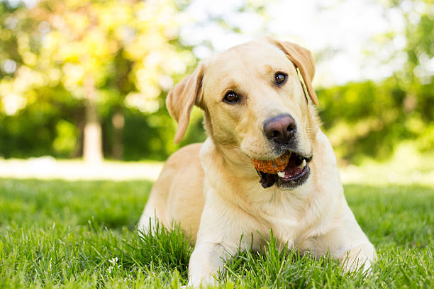 istock Yellow Labrador dog in the park 532871192