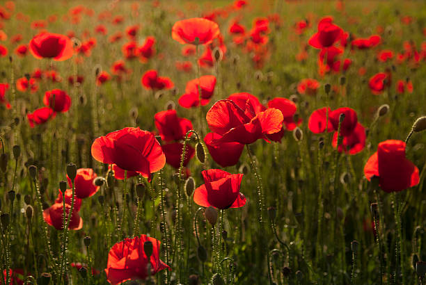 ポピーのフィールド - poppy field red flower ストックフォトと画像