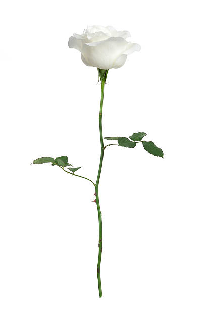 istock White rose XXXL with clipping path 532871337