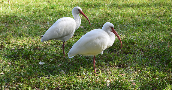 A pair of white Ibis birds stand at rest in a field of short grasses.