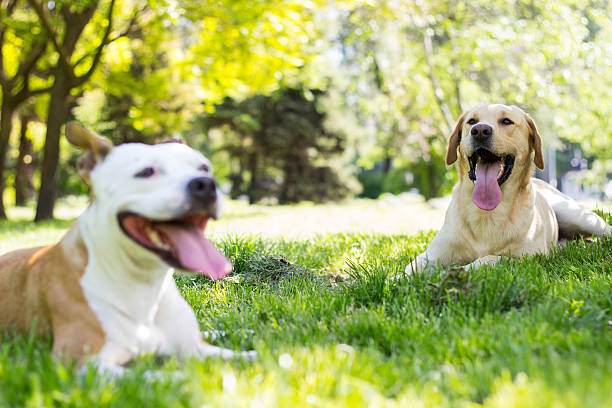 istock Happy dog friends 532871856