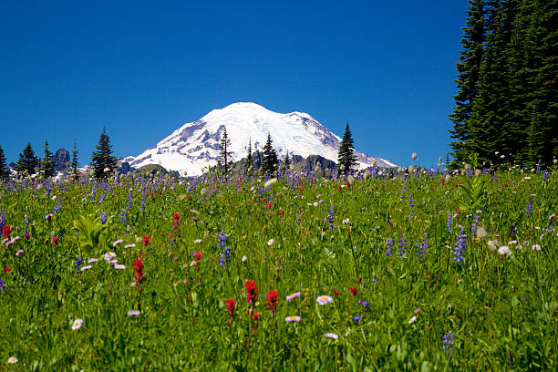 istock Mount Rainier during the wildflower season 532871860