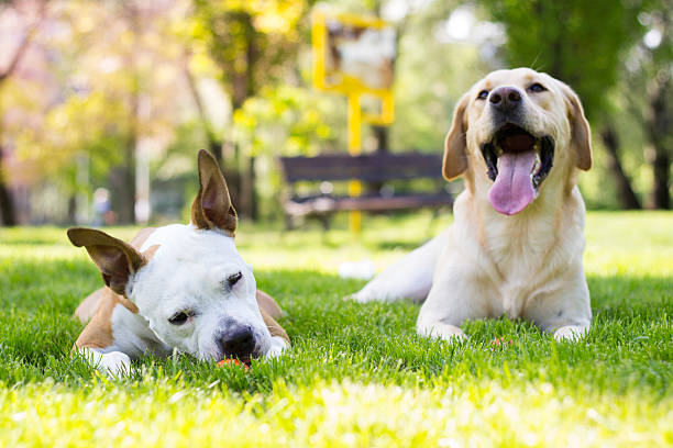 istock Happy dog friends 532871928