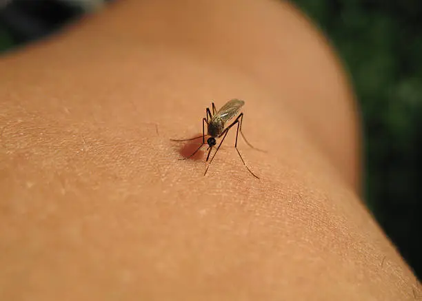 Mosquito sucking blood, little insect on skin