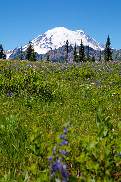 istock Mount Rainier during the wildflower season 532872284
