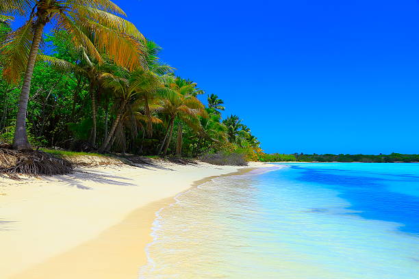 istock Paradise on Earth: Sunny Idyllic deserted Sandy beach, Palm trees 532872434
