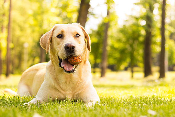 istock Dog with a ball in mouth 532872438