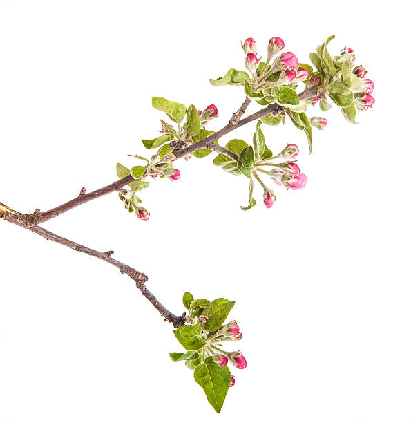 istock apple blooming branch isolated on white background 532872592