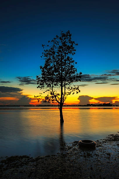 Tree silhouette leaning over lake in Surin, Long exposure techniqueTree silhouette leaning over lake in Surin, Long exposure technique, Colorful image,