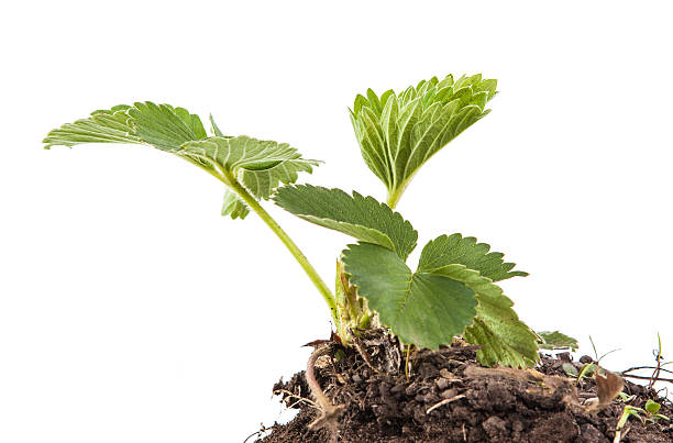istock bush of strawberry in soil isolated on white background 532872870