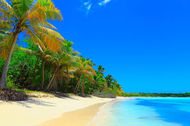 istock Paradise on Earth: Sunny Idyllic deserted Sandy beach, Palm trees 532872946