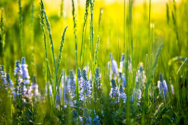 매일 필드입니다. 야생화, beatiful 빛망울. - wildflower vibrant color outdoors full frame 뉴스 사진 이미지