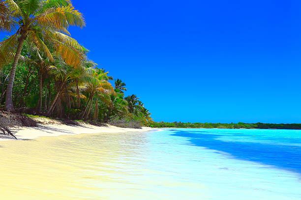 istock Paradise on Earth: Sunny Idyllic deserted Sandy beach, Palm trees 532873212