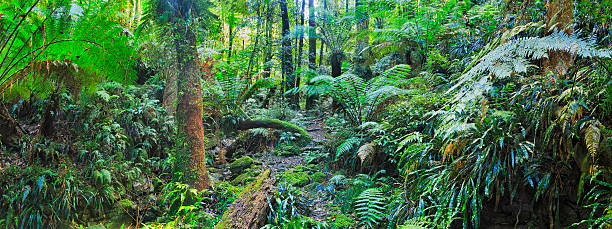 monte irvine creek floresta pluvial - eucalyptus tree tree australia tropical rainforest imagens e fotografias de stock