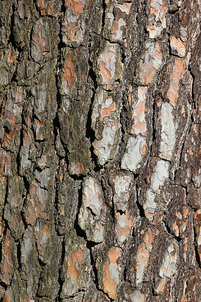 istock Bark texture of pine tree - light brown natural background 532873542