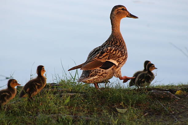 istock 4845-Susie and ducklings walking 532873742