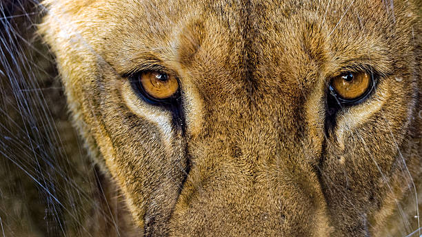 Lioness staring directly into the camera behind scratched glass stock photo