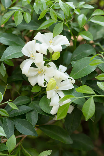istock Orange Jasmine in green garden 532874732