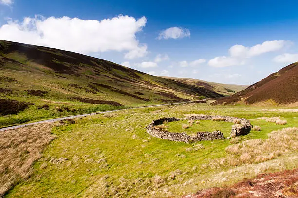 A partially ruined dry stone wall sheepfold stands in sheep pasture in the small valley of Dewar Gill under the Moorfoot Hills in Scotland's Southern Uplands.
