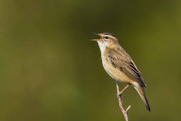 istock Sedge Warbler, Acrocephalus schoenobaenus, singing 532875462