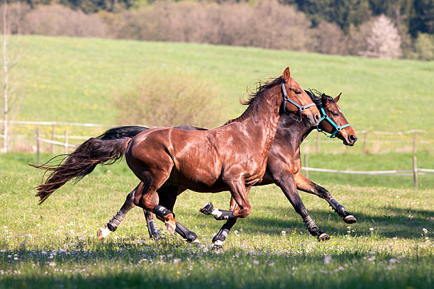 A team of six Belgian Draft Horses powers its way over the sand of an arena, pulling a large carriage behind (shallow focus).