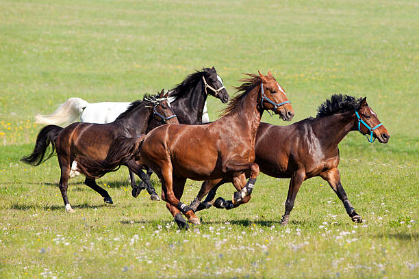 Horses gallop free outside on meadow stock photo
