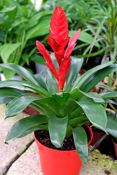 istock Flowering potted vrieziya 532876132