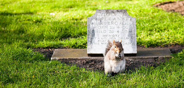 London, England - April 11, 2010: A grey squirrel eating while perched beside a small grave stone in St Paul's churchyard, Deptford.