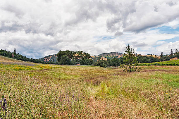 istock Lotus Countryside under cloudy sky with vineyard 532876634