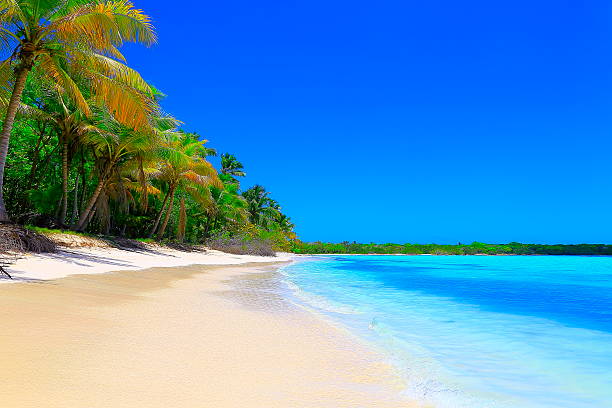 istock Paradise on Earth: Sunny Idyllic Sandy beach, green Palm trees 532878392
