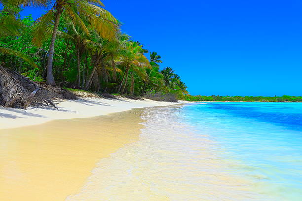 istock Paradise on Earth: Sunny Idyllic Sandy beach, green Palm trees 532878586