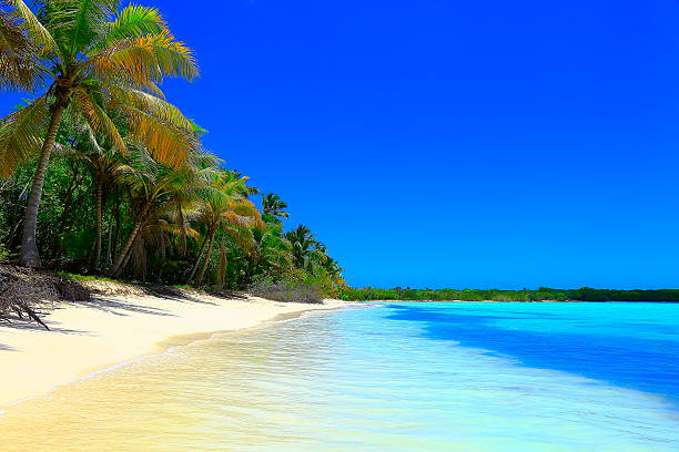 istock Paradise on Earth: Sunny Idyllic Sandy beach, green Palm trees 532878784
