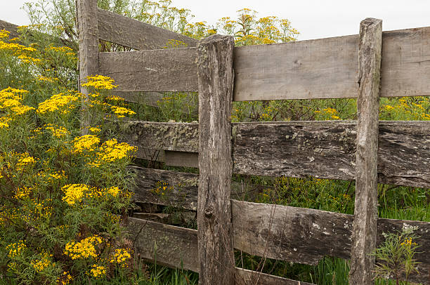 istock Wood fence and flowers 532878824