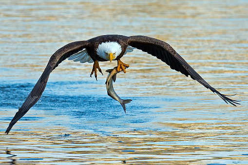 Five American bald eagles in summer tree