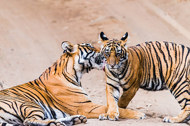 istock Tigress Noor with cub 532879540