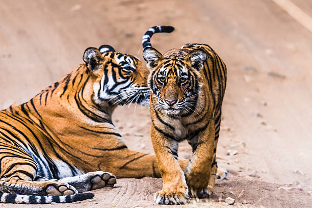 istock Tigress Noor with cub 532879574