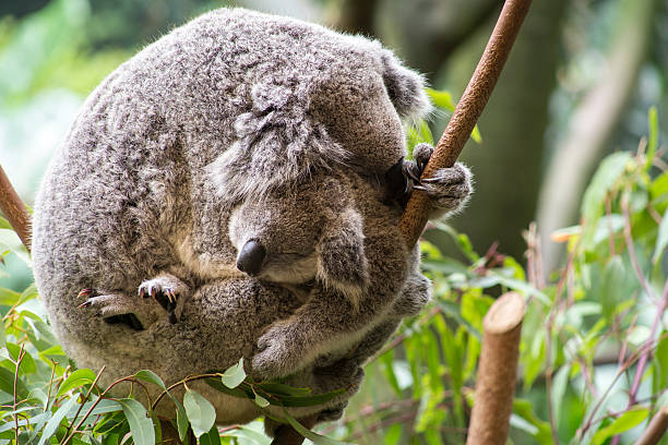 istock Mother and joey koala cuddling 532879780