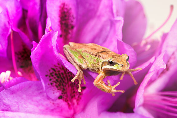 istock Little frog inside of wild flowers during bright daylight 532880210