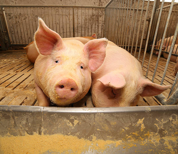istock fat pigs in a sty on a farm 532880270