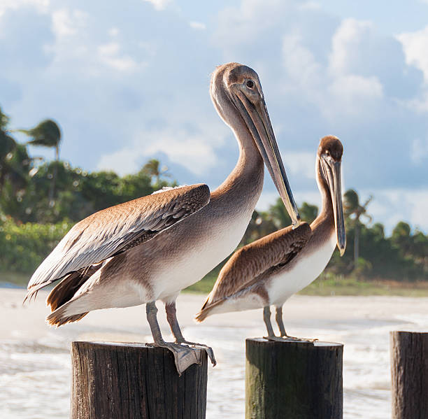 beau couple de détente avec les pelicans de bâtons en bois - collier county photos et images de collection