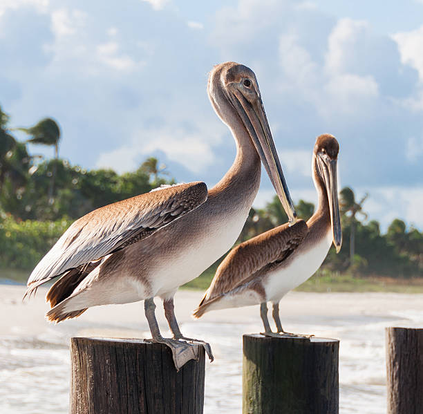 Beautiful couple of pelicans sitting at the wooden poles Pelicans sitting at the poles at the beach in Naples, FL collier county stock pictures, royalty-free photos & images
