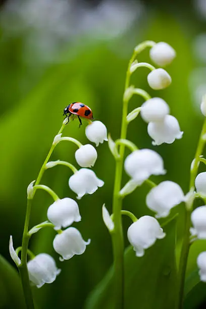 Ladybug on the lily of the valley