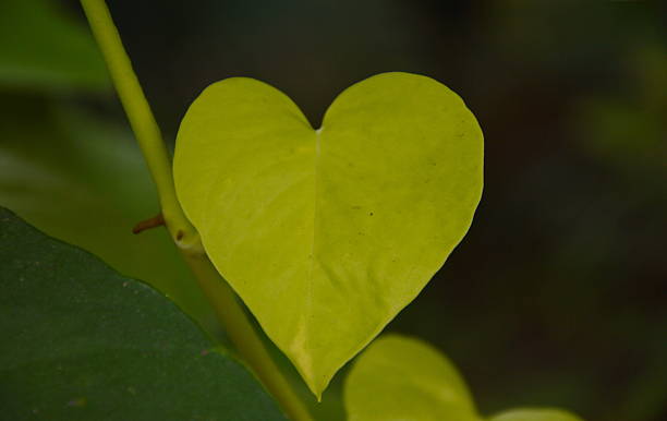 istock wild betel leaf bush in heart shape 532912617