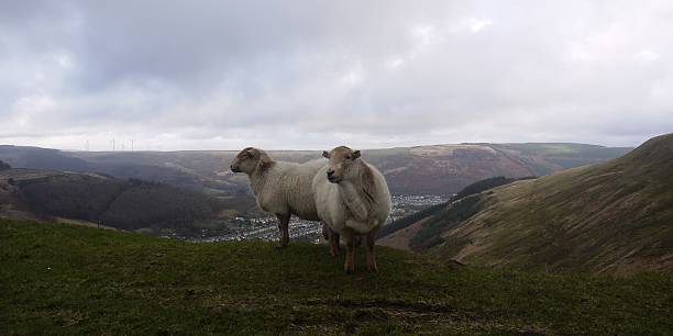 istock sheep high on a hillside overlooking a welsh valley 532912761