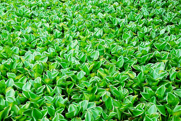 istock Green background of water hyacinth 532912827