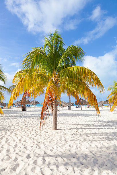 istock Beach paradise in the Caribbean 532913309