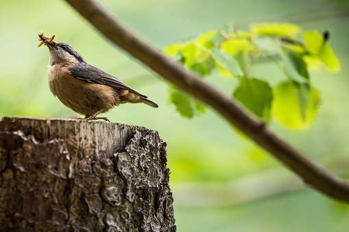 An adult red-breasted nuthatch having lunch, eating worms, in a forest